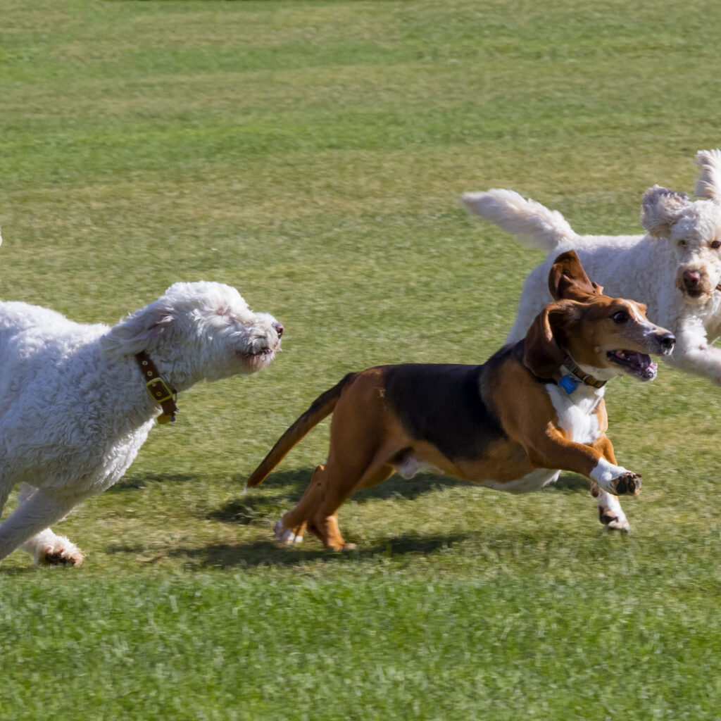 Dog Parks Near The Village at Fox River Apartments 1024x1024 1