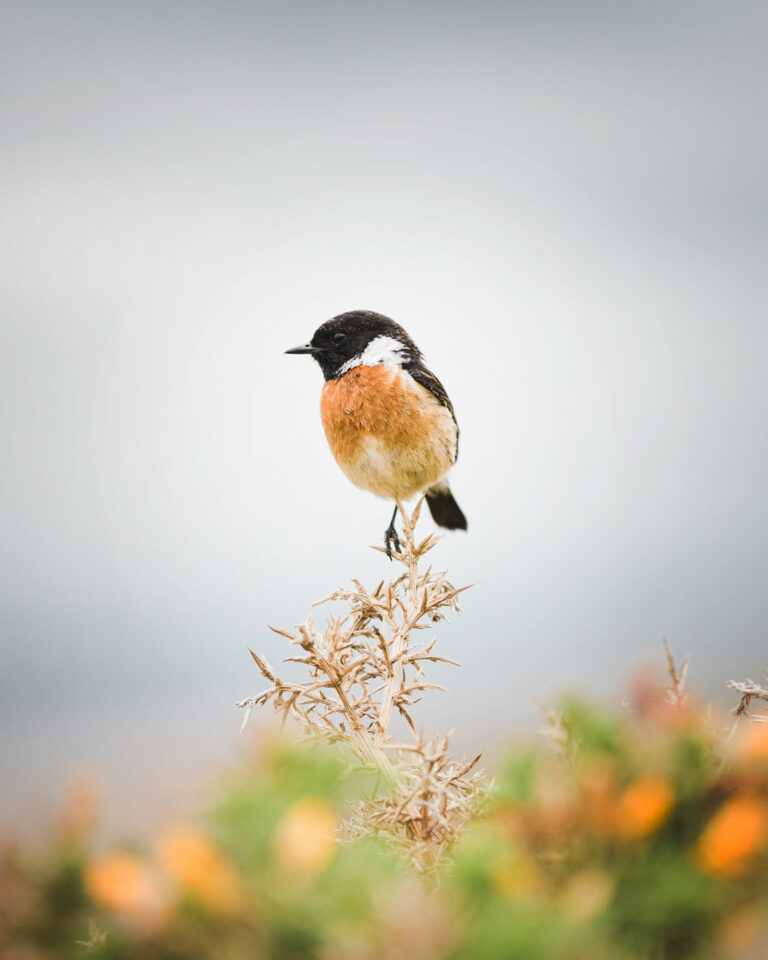 Waukesha Apartments For Rent tiny bird perched on plant